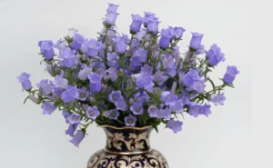 Campanula flowers