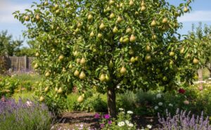 navigator pear plant
