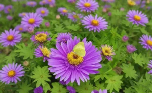 Aster Flower Bed
