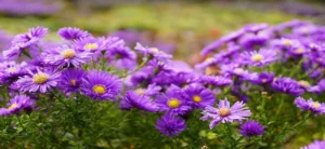 Aster Flowers