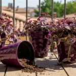 wandering jew plant care