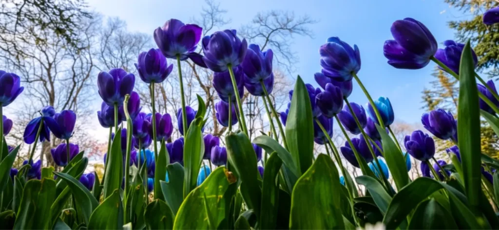 Blue Tulips