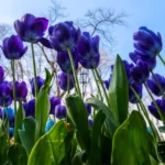 Blue Tulips