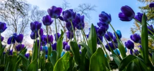 Blue Tulips