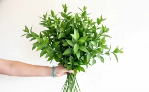 Italian Ruscus bunch